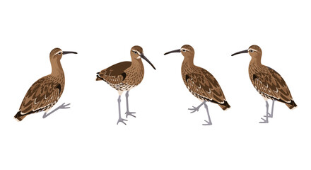 Obraz premium Realistic bird illustrations of curlew in various poses on white background