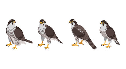 Set of four realistic goshawk birds in profile view on white background
