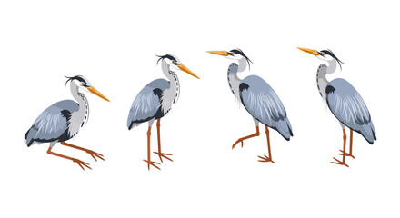 Obraz premium Elegant heron set: detailed bird illustrations for nature and wildlife projects