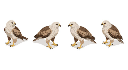 Obraz premium Bird side view collection with brown feathers and shadows