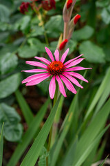 Obraz premium Close-up Pink coneflower (Echinacea) in bloom with orange spiky centre and green foliage in soft natural light