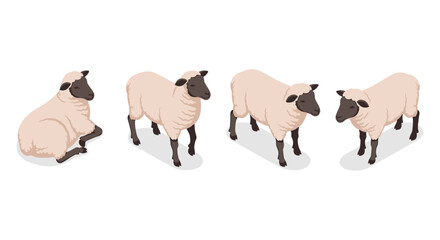 Obraz premium Isometric sheep illustrations on white background