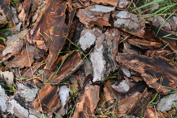 Firewood	