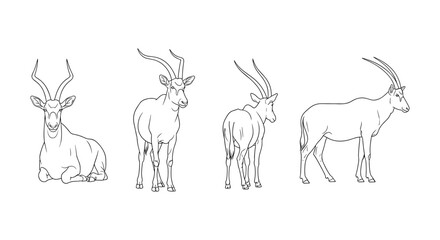 Obraz premium Antelope line art: detailed side and front views