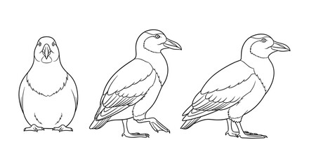 Puffin line art: front and side views of bird in simple style