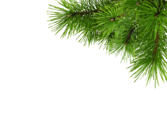 Evergreen fresh pine twigs in a corner arrangement isolated on white or transparent background