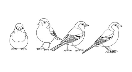 Line art sparrow collection: four detailed bird outlines for creative projects