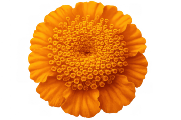 Vibrant orange marigold flower head with numerous stamens, isolated on a transparent background, macro view