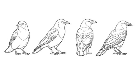Obraz premium Raven outline: minimalist side profile line art of four ravens