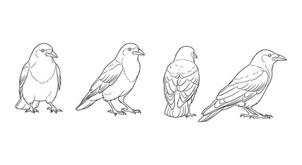 Obraz premium Raven silhouette set: front and side views in line art style