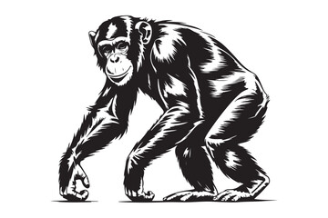 Fototapeta premium Detailed black and white illustration of a chimpanzee