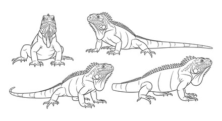 Detailed iguana drawings in different poses