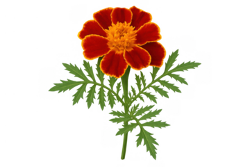 Marigold flower on stem with green leaves, vibrant orange and red petals, isolated botanical element with transparent background