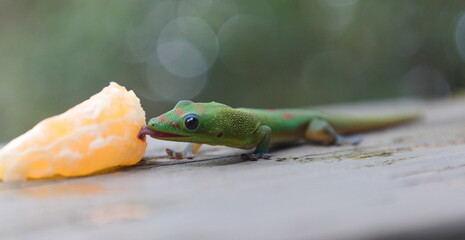 Green Day Gecko Licking An Orange