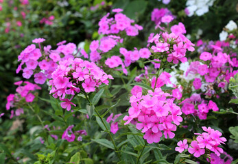 In the summer, phlox bloom in the garden