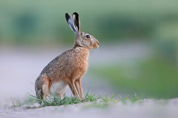 Zając szarak, hare, (Lepus europaeus) © Bartosz Rakoczy