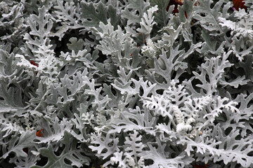 Cineraria maritima grows in the garden