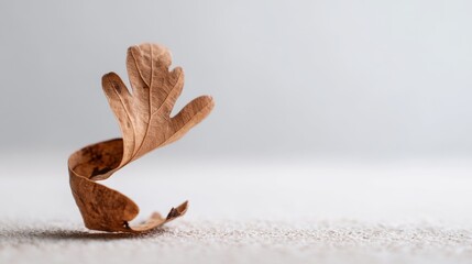 Fototapeta premium Unique Artistic Composition of Twisted Dry Leaf on Soft Surface