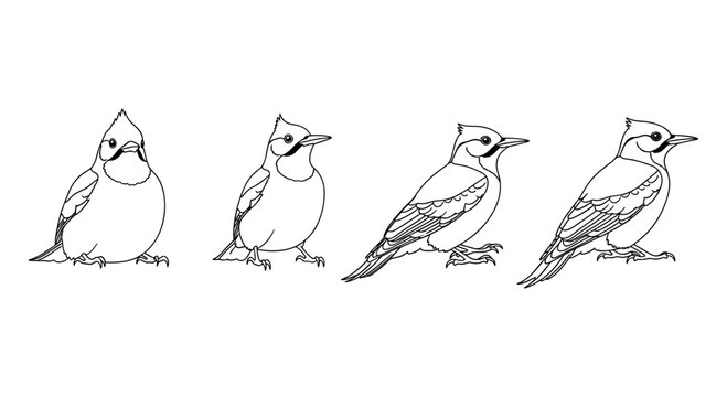 Bird evolution line drawing: blue jay transformation in four stages