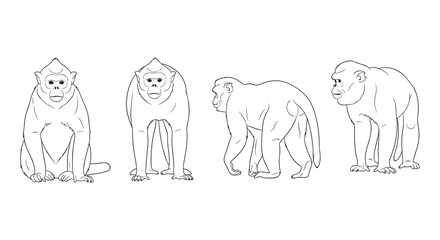 Obraz premium Animal outline art: baboon multiple poses for detailed wildlife design