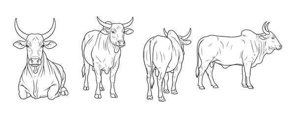 Traditional cattle line art: four bull poses for agricultural and farm design
