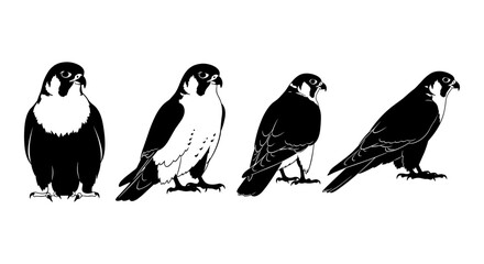 Obraz premium Set of falcon silhouettes: detailed bird of prey illustrations