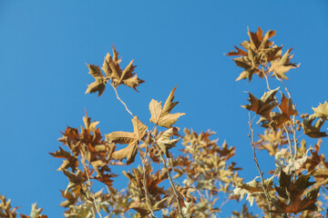 Tree with leaves that are brown and yellow
