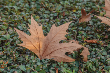 A lonely autumn leaf on a green bush in a city park