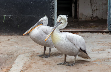 Two pelicans are standing next to each other on a dirt ground