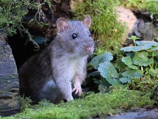 rat in the grass