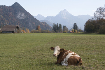 Rote Kuh auf der Almwiese mit Panorama der Allg&auml;uer Alpen bei Pfronten - l&auml;ndliche Idylle, &ouml;kologische Landwirtschaft und Tourismus in der Bergregion