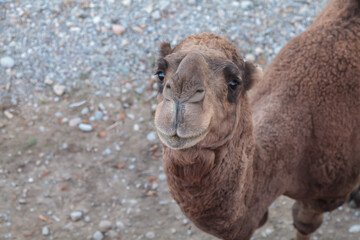 Obraz premium Camel is standing in a rocky area with a dirt ground