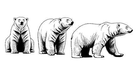 Fototapeta premium Realistic polar bear trio featuring sit, sniff, and walk poses in black and white