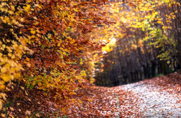 A path lined with trees in autumn colors