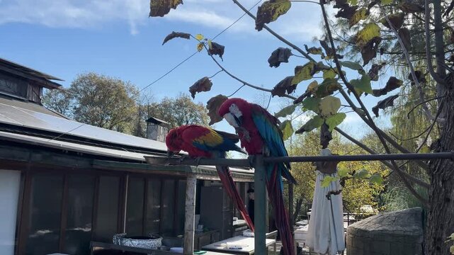 two parrots in the park