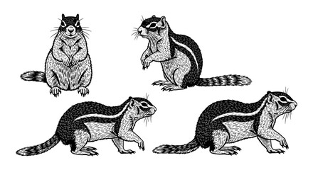 Obraz premium Engraved chipmunk drawings in various poses on white background