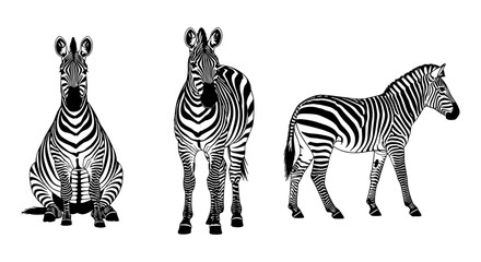 Obraz premium Stylized black and white zebra illustrations in detailed graphic design