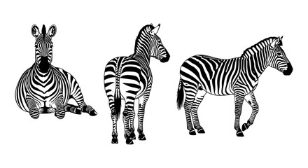 Obraz premium Zebra silhouette collection: elegant black and white strip patterns