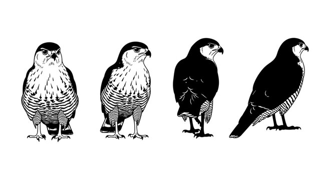 Four falcon silhouettes in black and white showcasing unique profiles