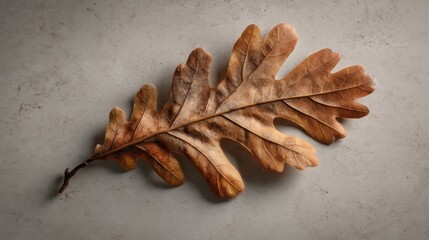 Dried Oak Leaf on Texture Surface in Natural Light Setting