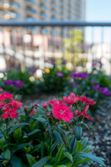 ナデシコの美しい花びらテクスチャ