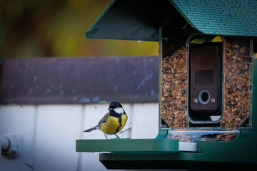A great tit (Parus major) perched on the edge of a modern bird feeder equipped with an integrated camera.