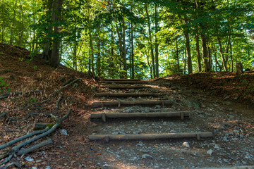 Rough wooden steps lead uphill along a rocky forest path scattered with dry leaves and roots. Dappled sunlight filters through the trees, suggesting hiking, nature tourism, and the challenge of explor
