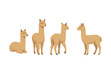 Obraz premium Stylized flat llama collection featuring four cute brown llamas on white background