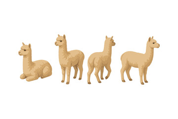 Naklejka premium Set of cute alpacas in various poses on white background