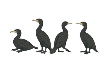 Fototapeta premium Four cormorants in various poses on white background
