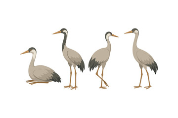 Obraz premium Elegant crane birds in different poses on white background