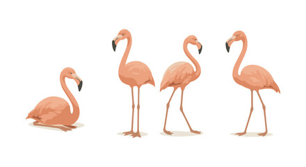 Obraz premium Flat style pink flamingo set: four elegant poses on white background