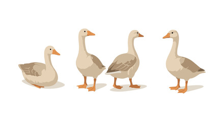 Obraz premium Charming goose collection: four elegant birds in flat design