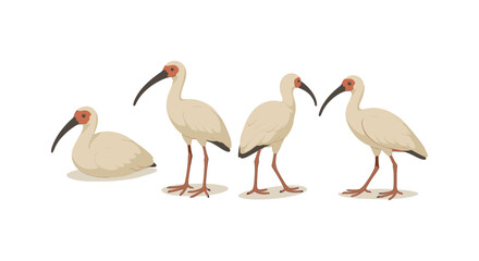 Obraz premium Elegant ibis birds in minimalist art style: four poses on white background